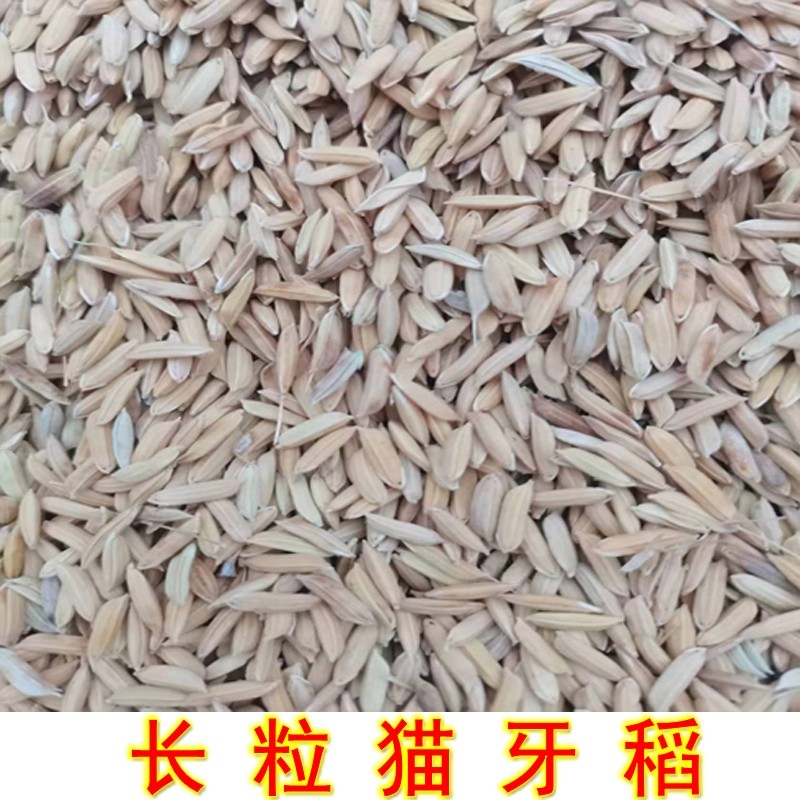可自留种猫牙稻可种植长粒水稻可食用大米非转基因农家种植散装