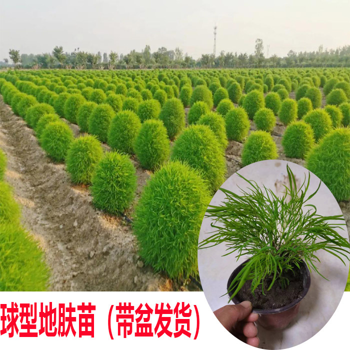 公园绿化景观植物可食用扫帚菜球型地肤种苗红地肤带盆发货发成活