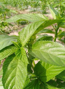 帝王菜莫洛海芽粉可种植可食用