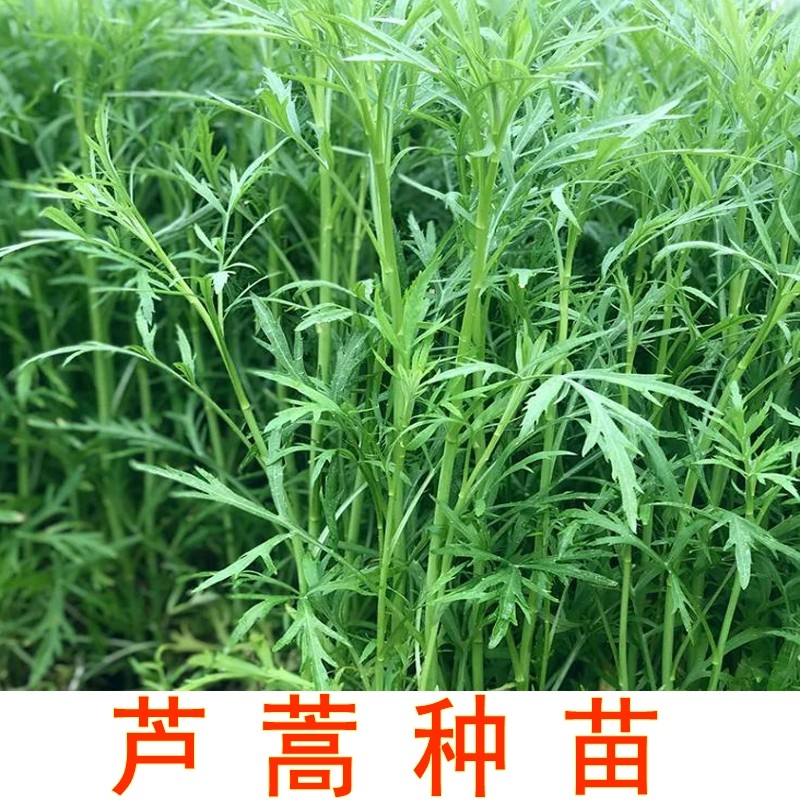 现挖带根苗子可种植芦蒿苗子水蒿可食用蔬菜南京八卦州柳叶蒿小艾