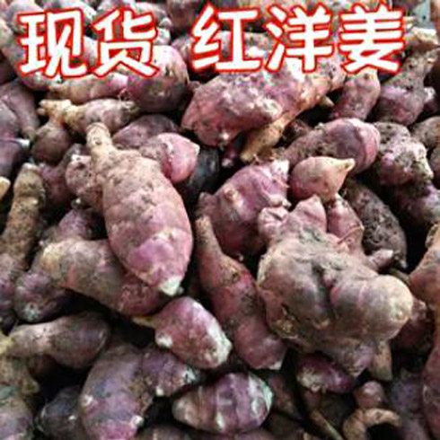 可种植带苗芽脆甜多汁洋姜果实