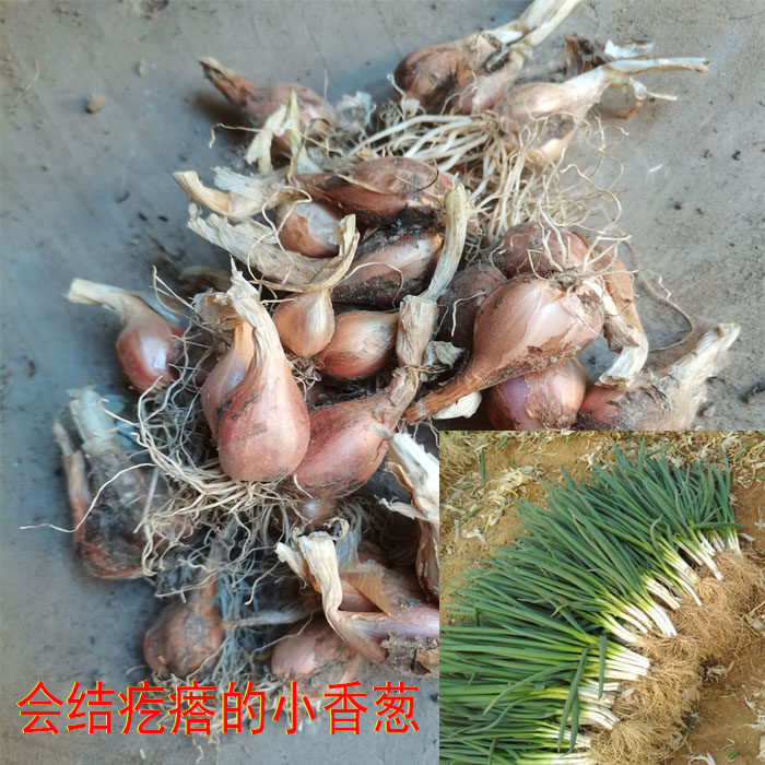 农家种植当年新品干香葱可种植可食用自留种能结疙瘩小香葱头种苗