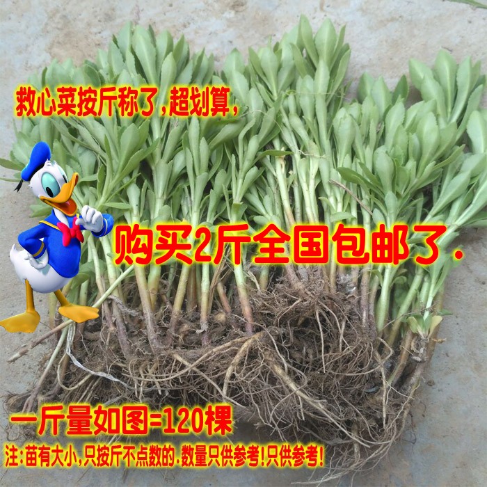 景天三七 养心菜 救心菜 种苗阳台盆栽植物野生蔬菜费菜带根种苗