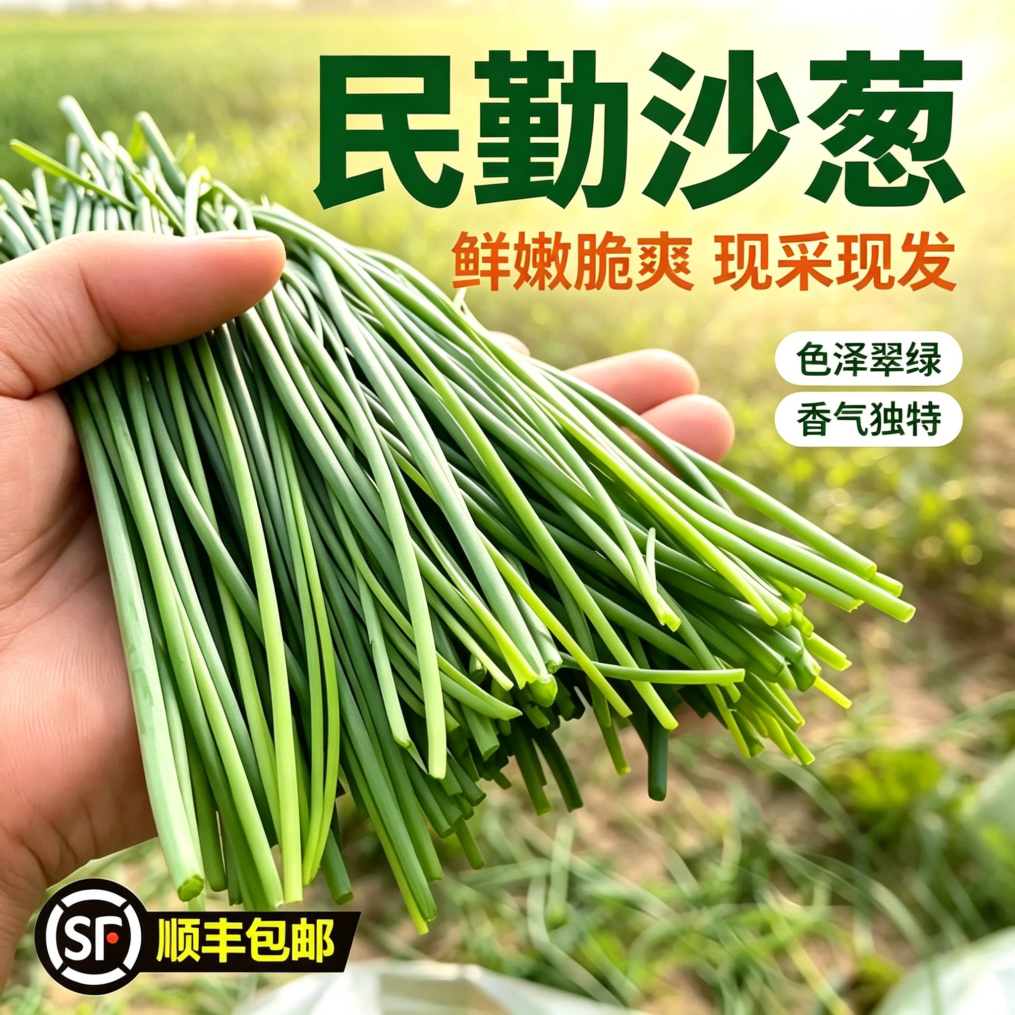【顺丰包邮】甘肃新鲜沙葱蒙古韭菜产地直发小香葱新鲜蔬菜农家葱