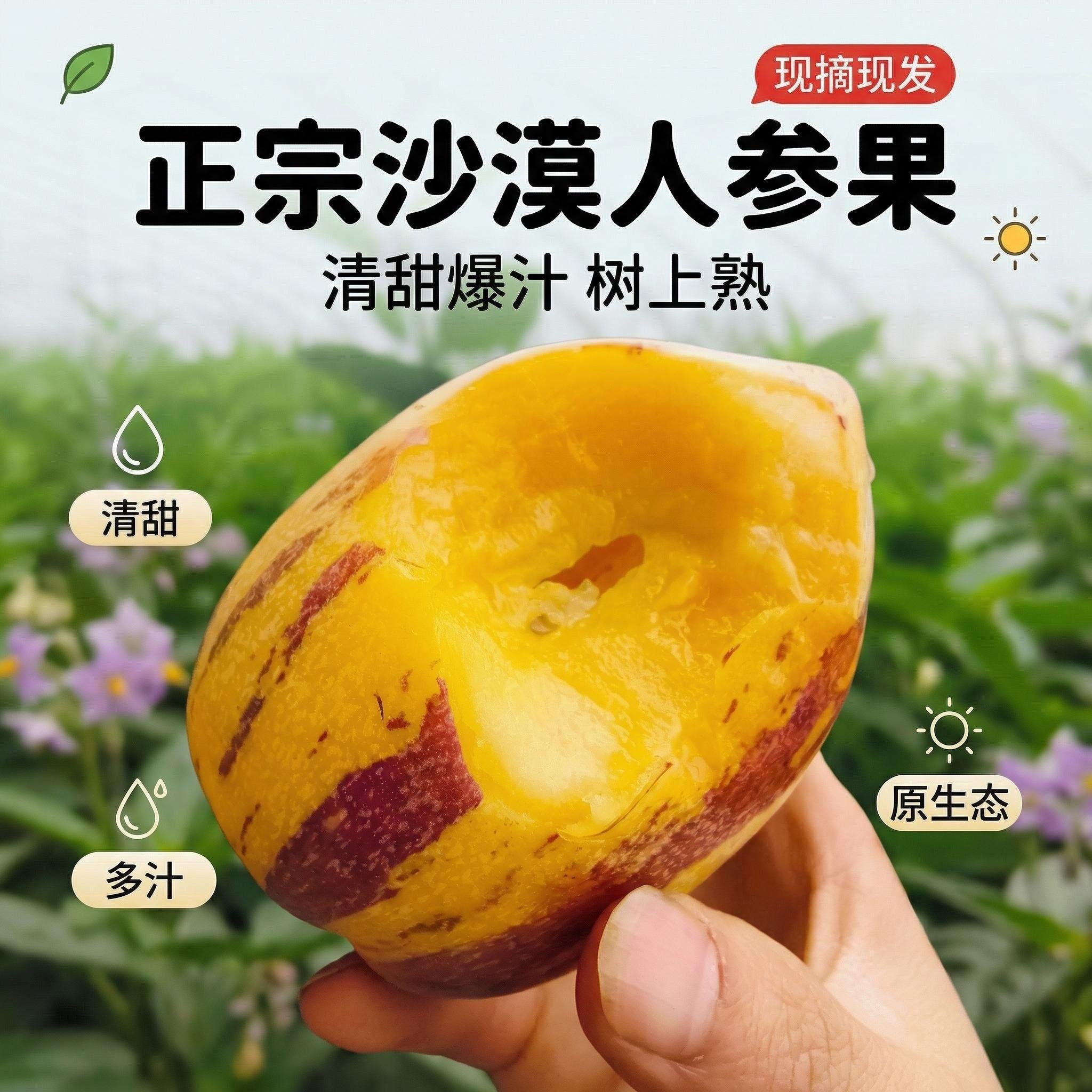 沙漠人参果甘肃民勤黄肉应季新鲜人生果孕妇水果树上自然熟树上熟