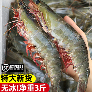 【直播推荐】东上御品青岛大虾鲜活基围虾海虾特大20/30青虾