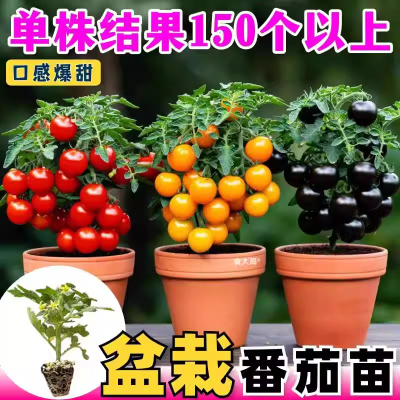 矮生番茄苗西红柿秧苗红黄黑圣女果盆栽苗千禧樱桃小番茄纯甜不酸