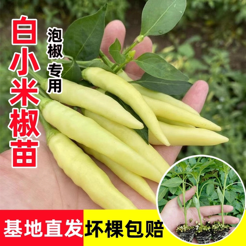 白小米椒苗辣椒苗秧玉指小米辣泡椒野山椒幼苗春秋阳台盆栽蔬菜苗