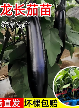 大龙长茄苗黑紫色长茄子秧苗黑茄子烧烤茄子苗庭院大田种嫁接高产