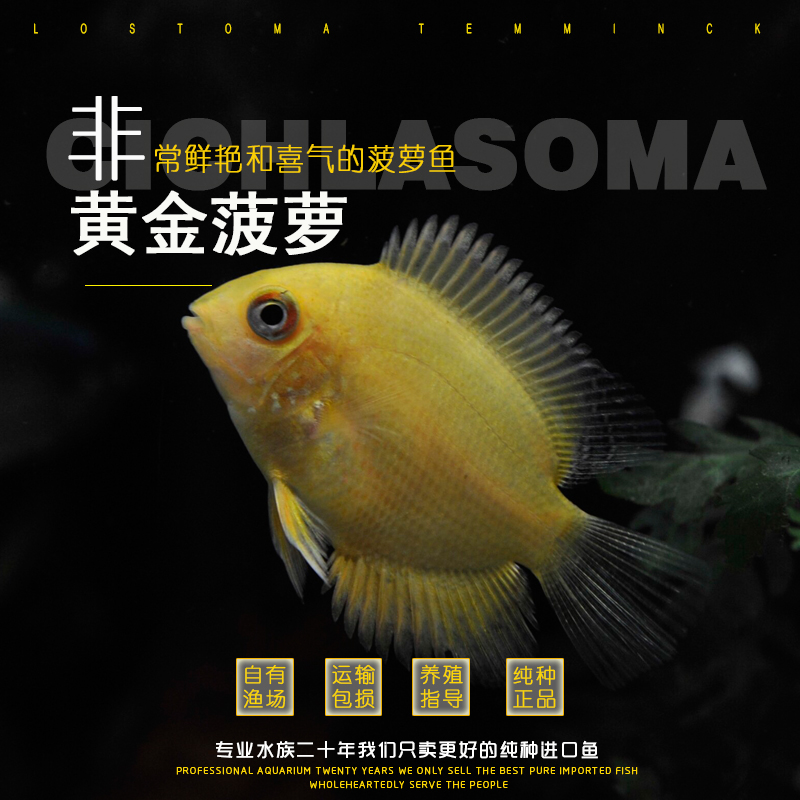 热带观赏鱼金刚菠萝鱼活体宠物黄金菠萝淡水金菠萝鱼苗喷点菠萝鱼