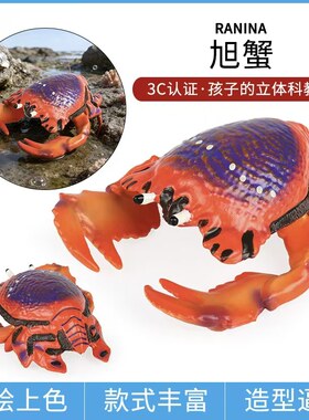 儿童仿真海洋动物玩具模型摆件螃蟹三点蟹旭蟹梭子蟹寄居蟹莎莉蟹
