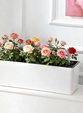 阳台窗台长方形窄花盆种菜盆长条蔬菜种植箱自吸水长条花槽花箱