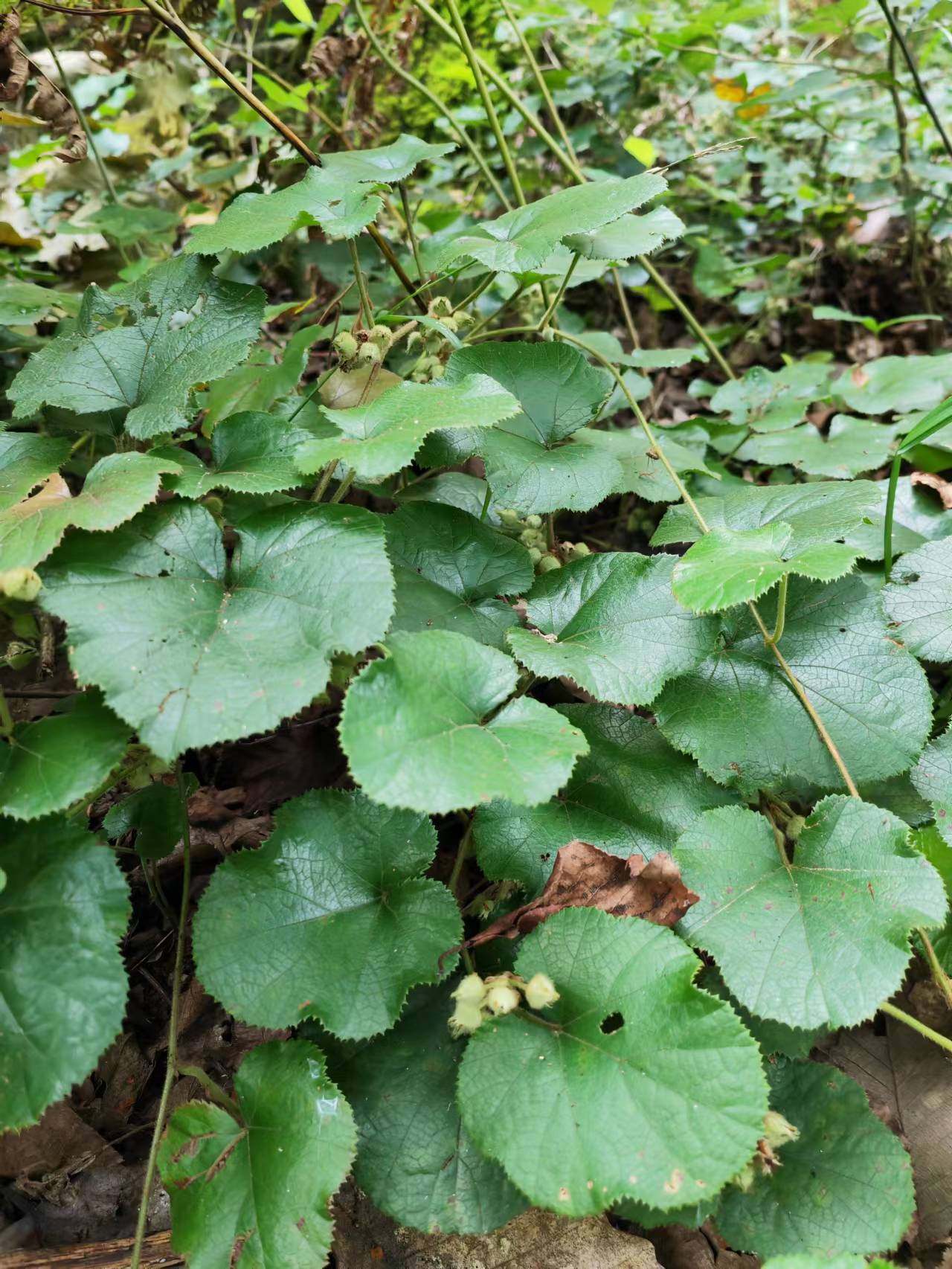 贵州深山采摘中草药八月泡泡头 大叶蛇簕泡 中药材粗叶悬钩子藤叶