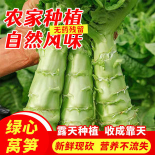 云南新鲜紫叶莴笋青笋蔬菜莴苣农家自种当季时令蔬菜现摘现发包邮