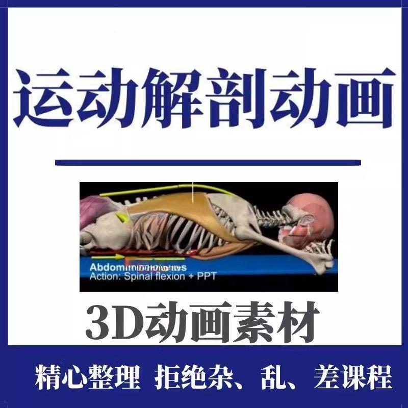 运动肌肉解剖3D动画素材健身动作器械训练瑜伽肌肉解剖短视频