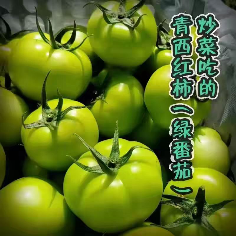 现摘未熟青番茄炒菜食用口感更佳