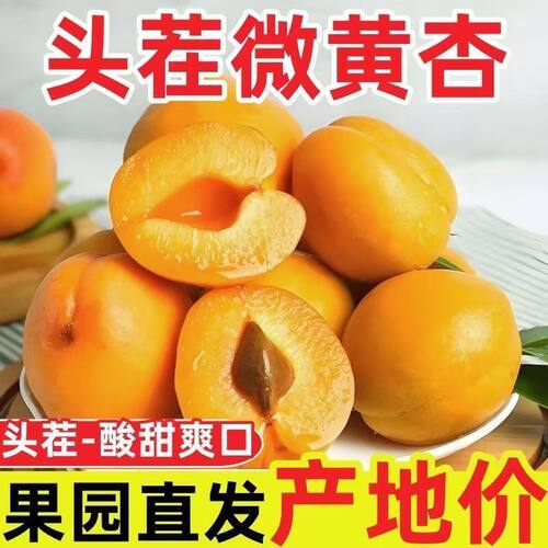 山西大黄杏新鲜酸脆爽口水果
