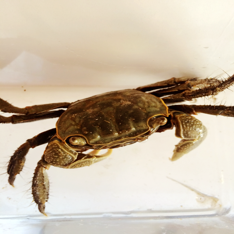 螃蜞蟹 将军蟹 大黑蟹 观赏蟹 宠物蟹 批发 淡水蟹0包活