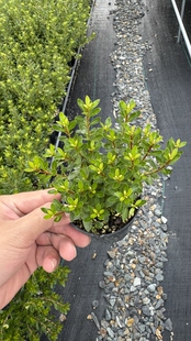 日本圆叶杜鹃早乙女杜鹃进口微型杜鹃杜鹃花盆栽