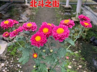 日本进口盆景菊 木本菊 野知白峰 黄虎 神代之樱 红极 粉八重