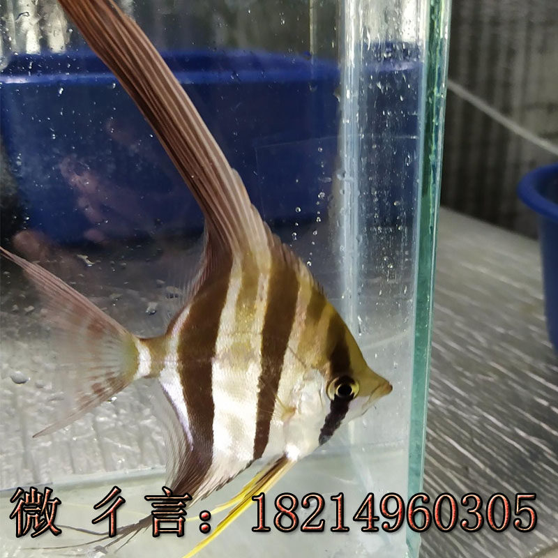 野生埃及定水黑水河哥伦比亚埃及神仙鱼圣菲利佩观赏活体热带燕鱼
