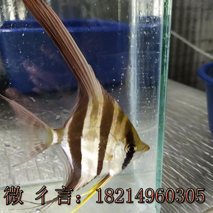 野生埃及定水黑水河哥伦比亚埃及神仙鱼圣菲利佩观赏活体热带燕鱼