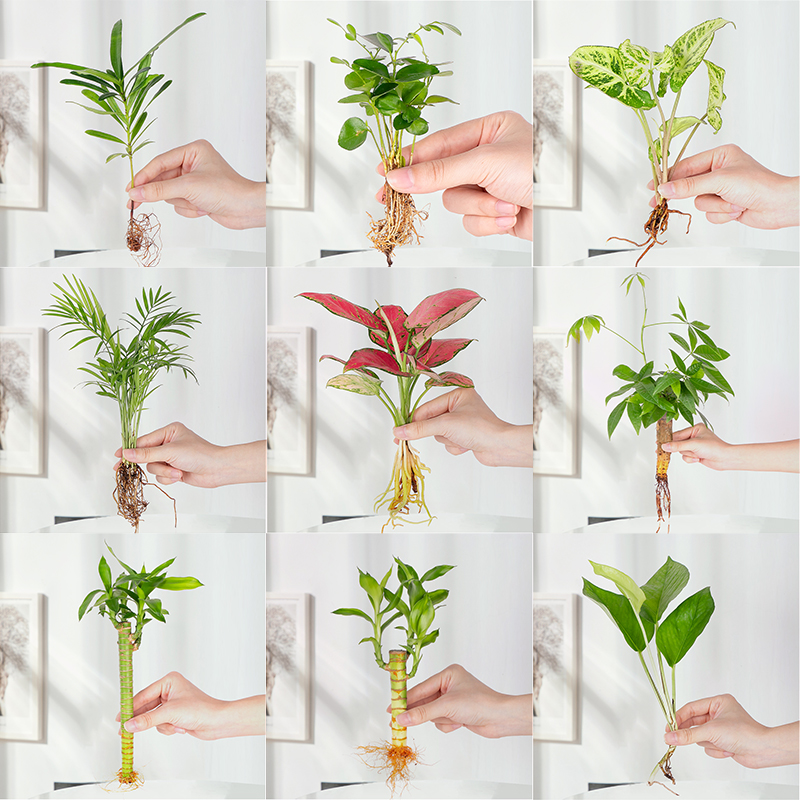 富贵竹绿萝吉利红水培植物绿植四季水生裸根办公室内桌面水养盆栽