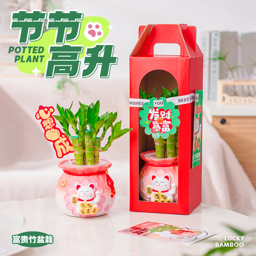 年宵水培富贵竹带根创意办公室内桌面小盆栽植物客厅绿植招财礼物