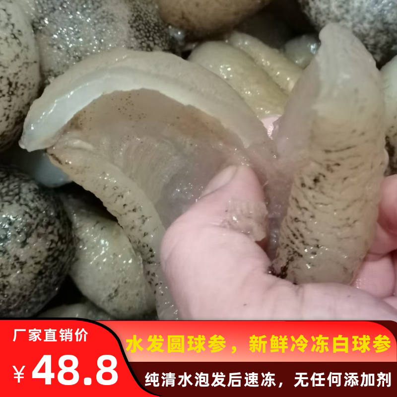 冷冻速发海参白球参酒店食材包邮