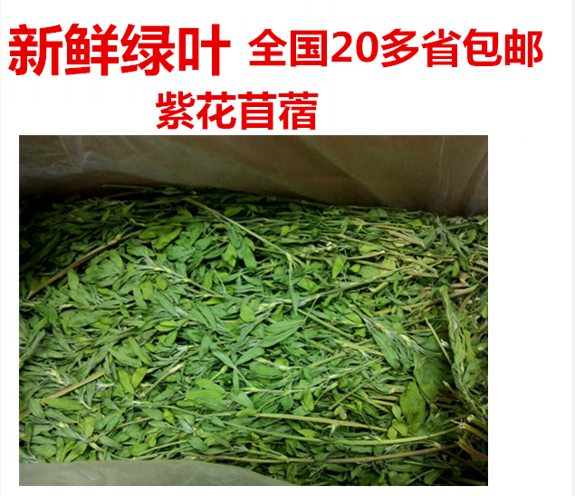 兔草苜蓿草minihappy1kg新草紫花苜蓿草新鮮綠葉兔子零食包郵