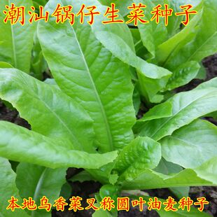 潮汕锅仔生菜种子 揭阳圆叶油麦菜 鹅仔菜种子 本地乌香菜籽