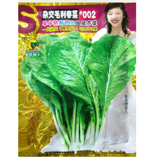 杂交毛利大叶春菜种子 早中熟新西兰凤尾春菜 春芥菜种子蔬菜种子