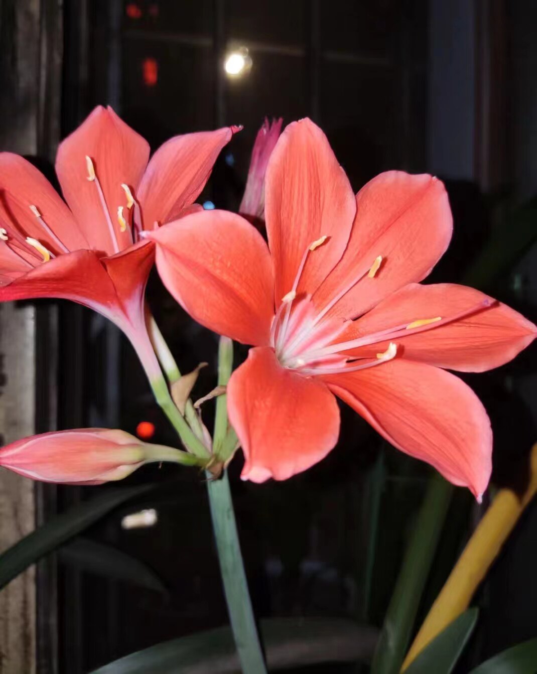 紫根兰开花球乔治百合包对版好养阳台庭院包邮