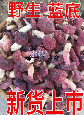 武夷山野生小红菇福建特产