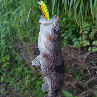 路亚曹日系微物溪流鳟鱼沉水米诺河流水库翘嘴鳜鱼军鱼海鲈路亚饵