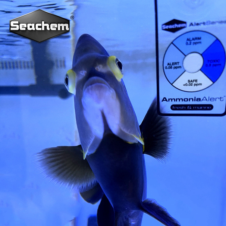 美国海化Seachem阿摩尼亚氨含量警报卡淡海通用NH3氨卡海化氨PH卡