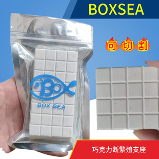 BOXSEA珊瑚基座可切割繁殖基座SPS硬骨珊瑚巧克力方形断支基座