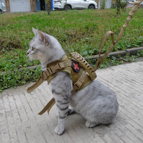 幼犬狗猫咪牵引绳胸背带