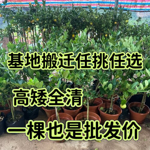 正宗广东四季香水柠檬树苗盆栽