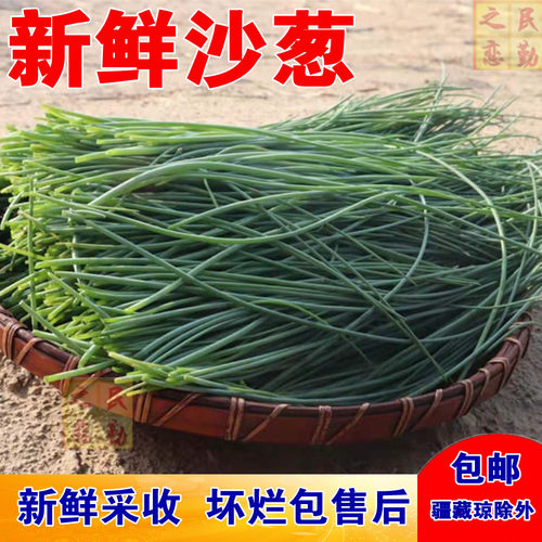 新鲜沙葱顺丰保鲜发货特色食材