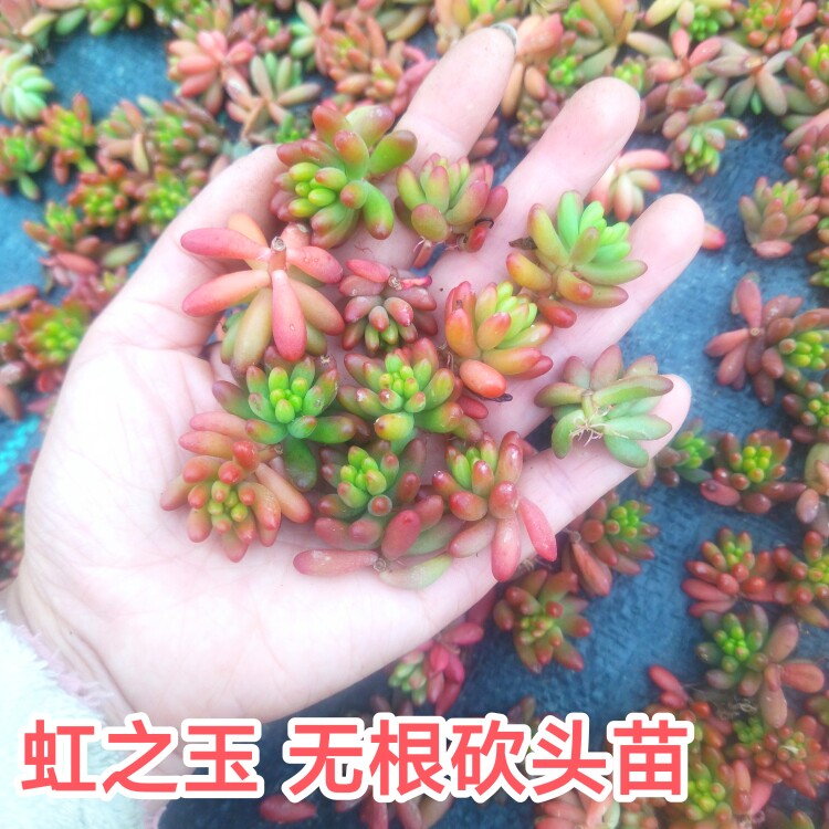 100个15.8元！ 虹之玉多肉植物无根砍头苗 种苗小苗肉肉 越晒越红