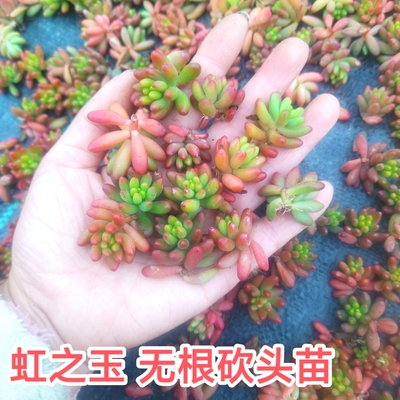 100个15.8元！ 虹之玉多肉植物无根砍头苗 种苗小苗肉肉 越晒越红