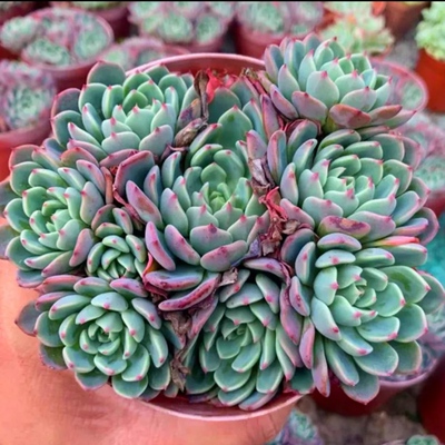 3颗娜娜小勾多肉植物贵货穴盘苗无根砍头苗小苗 新手易养皮实好活
