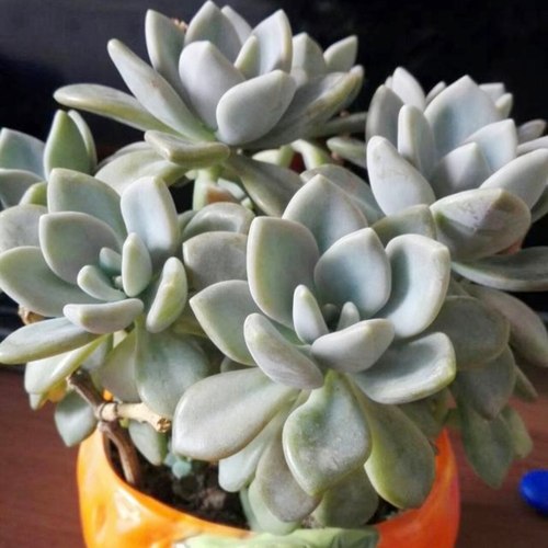 3颗 冬美人 多肉植物肉肉老桩特价办公室内盆栽 耐晒耐寒特别好养