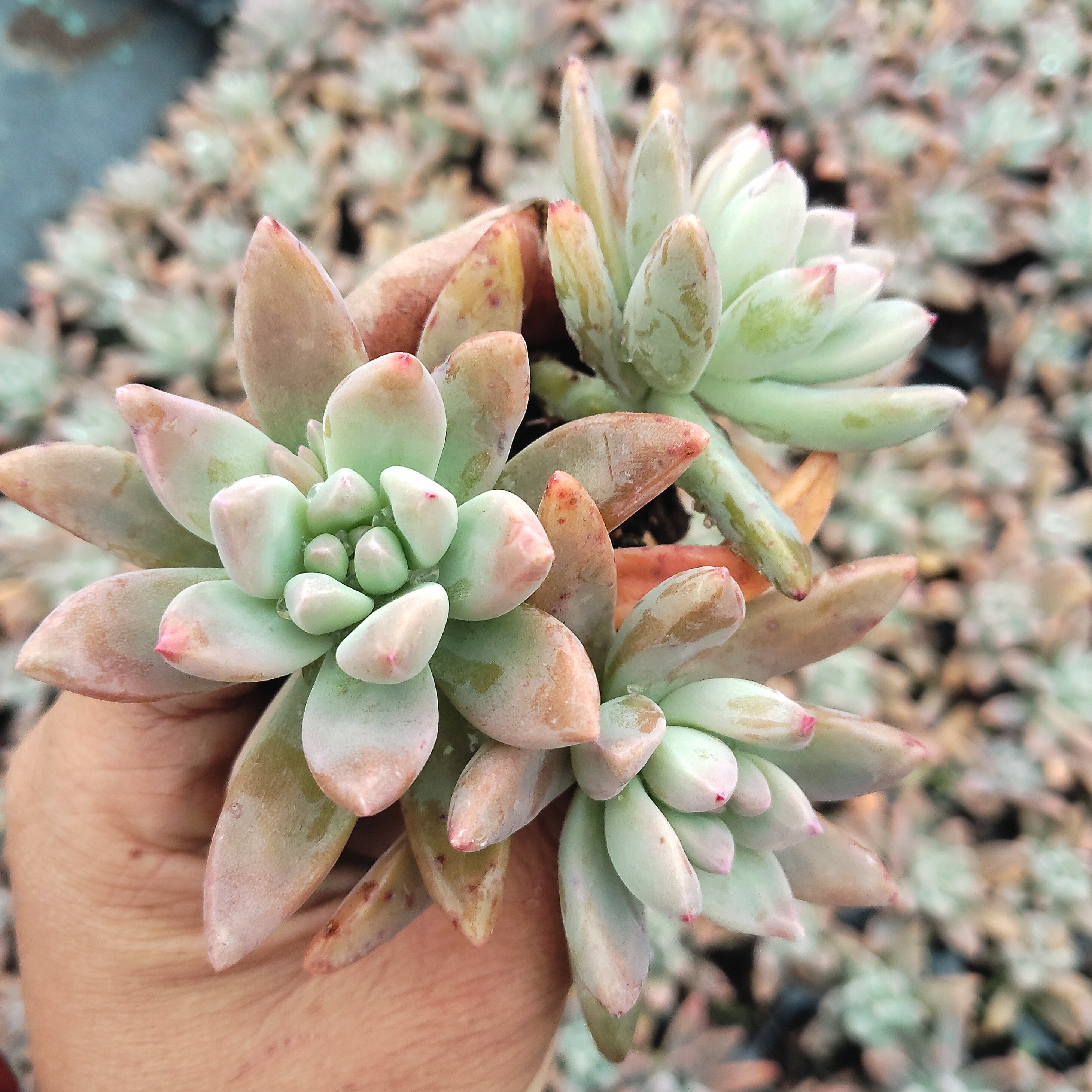 5颗 秋丽 多肉植物砍头苗小苗特价肉肉 耐寒耐晒皮实 新手好养活