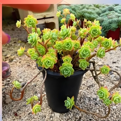 10个薄化妆 多肉植物无根砍头苗肉肉种苗小苗花卉绿植组合盆栽　