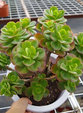 5个红梅 多肉植物无根砍头苗种苗肉肉小苗 稀有贵货 新手好养活
