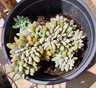 5个醉美人缀化 多肉植物无根砍头苗种苗小苗 稀有贵货 新手好养活