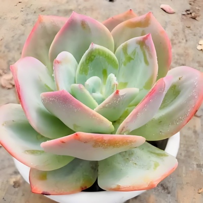 5个白凤 大品种多肉植物无根砍头苗种苗肉肉耐晒 好养 能长很大！