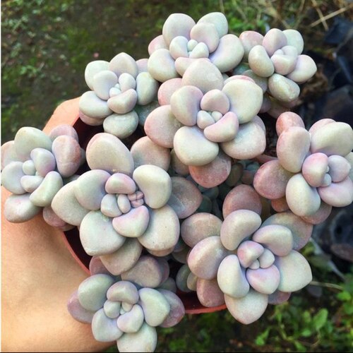 100个15.8元！艾伦多肉植物无根砍头苗 穴盘苗 超萌粉嫩肉肉盆栽